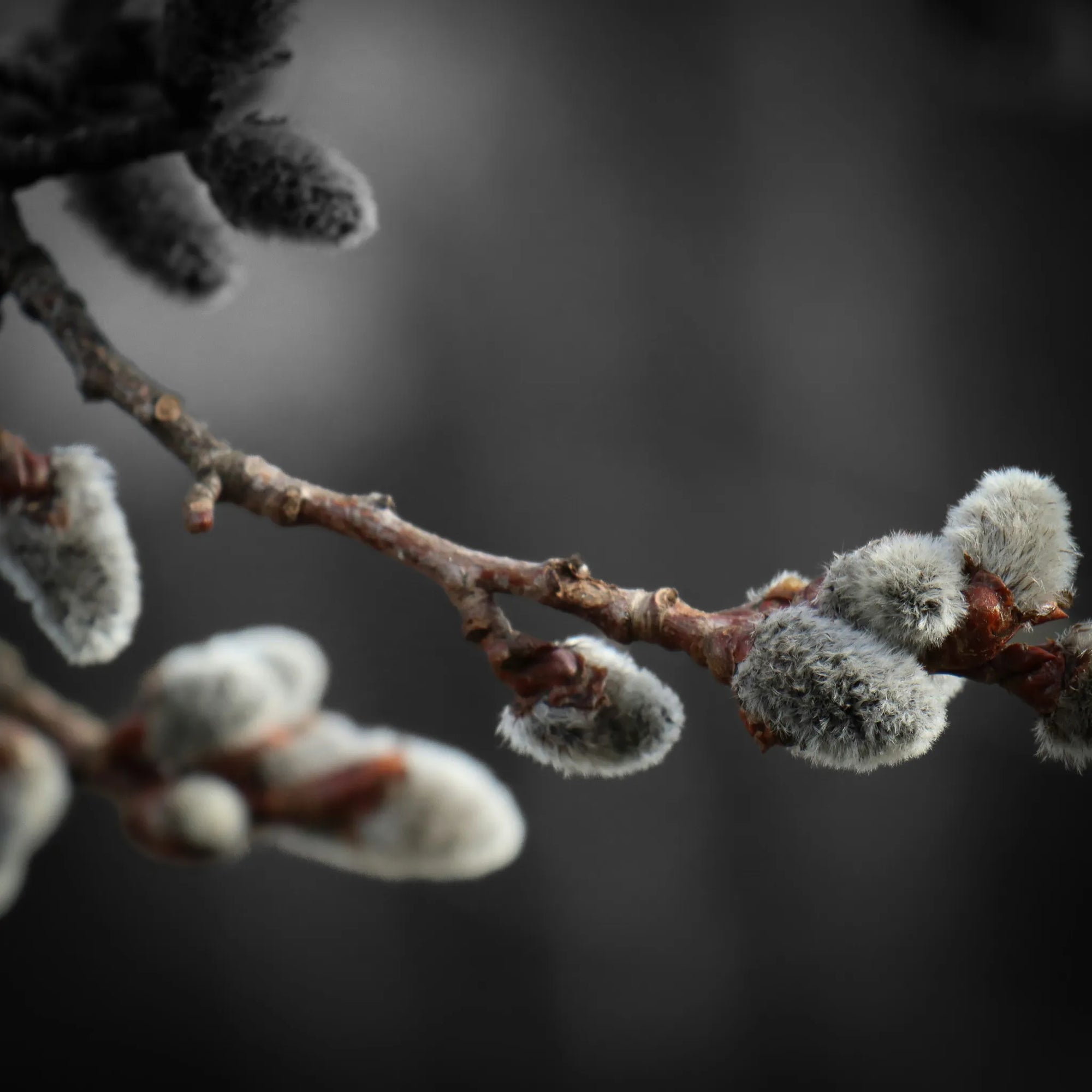 Traditioner och seder vid vår och påsk genom tiden.
