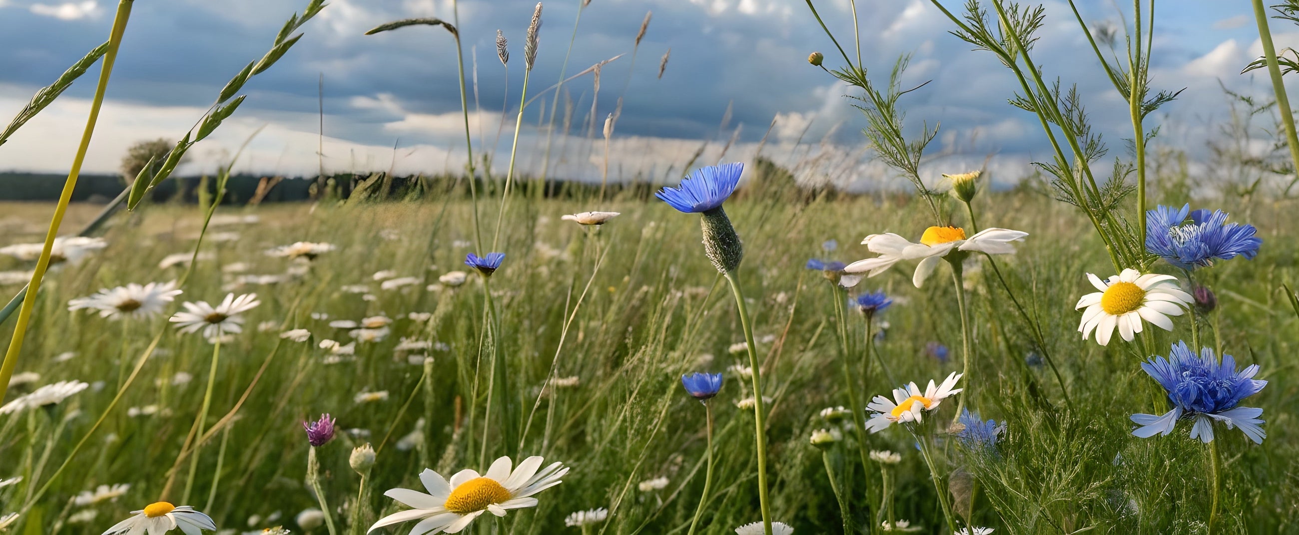 Midsommar