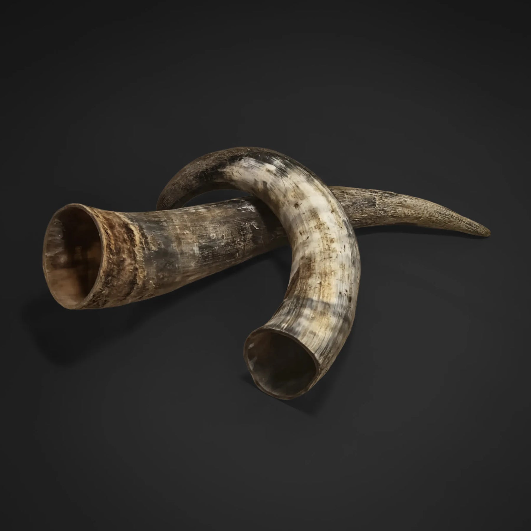 Råhorn, stor størrelse – to store horn i kryssvisning, åpne munninger synlige